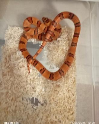 Lampropeltis mexicana leonis