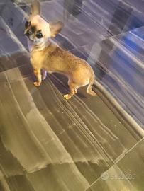Lian chihuahua mini Toy