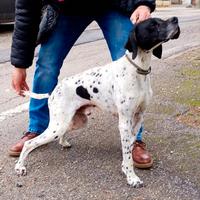 Pointer inglese maschio
