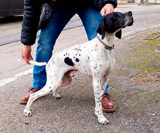 Pointer inglese maschio