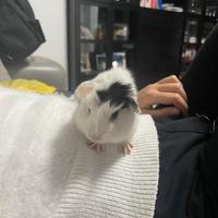 Cuccioli di cavia peruviana
