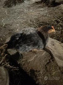 Pulcinotto di 5 mesi Marans