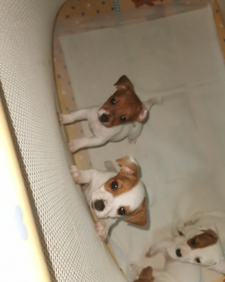 Cuccioli di cane