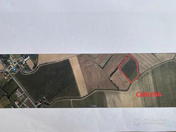 Vigneto Produttivo PRAMAGGIORE