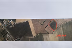 Vigneto Produttivo PRAMAGGIORE
