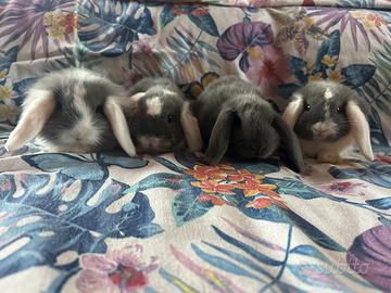 Cuccioli coniglio ariete nano