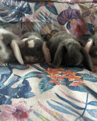 Cuccioli coniglio ariete nano