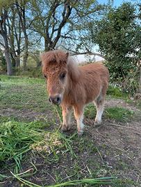 Pony