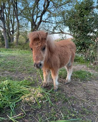 Pony