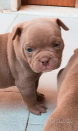 Cucciolio american bully exotic pocket con pedigre