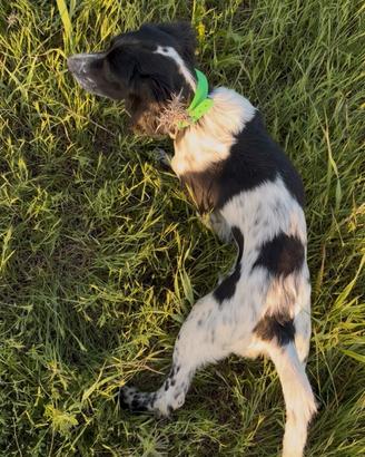 Setter inglese