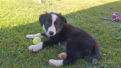 Cuccioli maschi di border collie