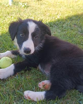 Cuccioli maschi di border collie