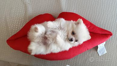Cuccioli di Pomerania agosto 2026