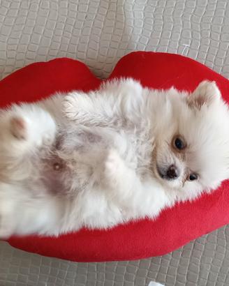 Cuccioli di Pomerania agosto 2026