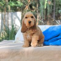 Cucciolo di Cocker fulvo