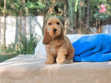 Cucciolo di Cocker fulvo