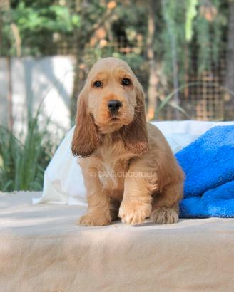 Cucciolo di Cocker fulvo