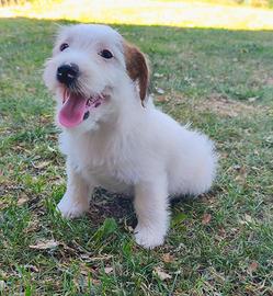 Jack Russell Maschio