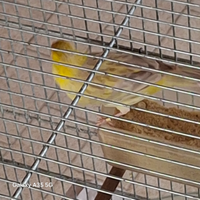 Canarini Isabella giallo