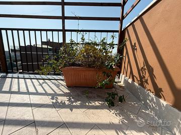 3 vasi di gelsomino + glicine + piante omaggio