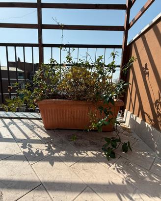 3 vasi di gelsomino + glicine + piante omaggio