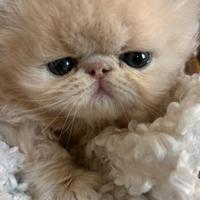 Cucciolo di gatto persiano