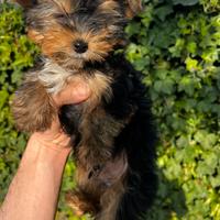 Cuccioli di Morkie (Morkye) maltese x yorkshire