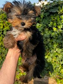 Cuccioli di Morkie (Morkye) maltese x yorkshire