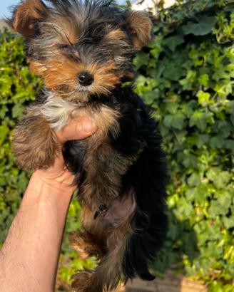 Cuccioli di Morkie (Morkye) maltese x yorkshire