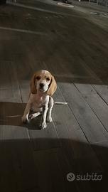 Beagle cucciola