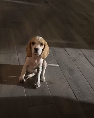 Beagle cucciola