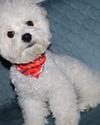 Cucciolo Bichon a Poil Frisè,bellezza e eleganza 