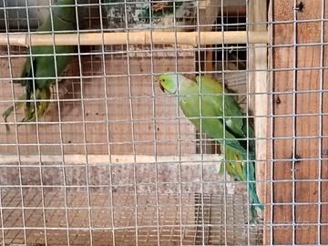 Parrocchetti dal collare