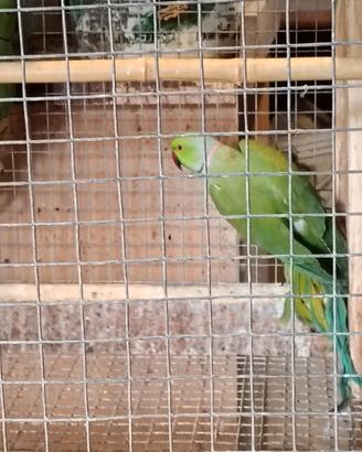 Parrocchetti dal collare