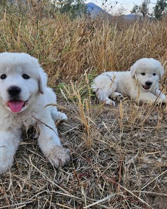 Ultimi cuccioli di pastore abruzzese maremmano