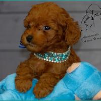 Barboncino toy allevamento proffesionale