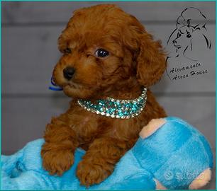 Barboncino toy allevamento proffesionale