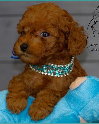 Barboncino toy allevamento proffesionale