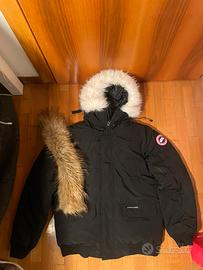 Canada goose