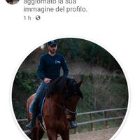 Splendido cavallo di 6 anni per passeggiate