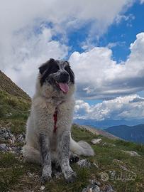 Cagnolona meticcia di due anni