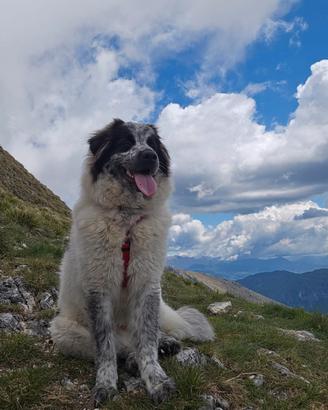 Cagnolona meticcia di due anni