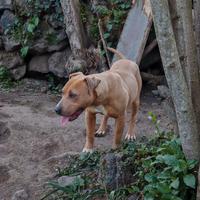 American Pitbull Terrier