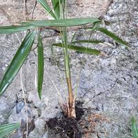Palm trachycarpus fortunei