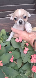 Chihuahua cuccioli Pura razza da borsetta sani 