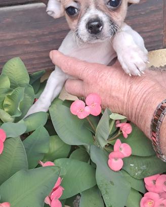 Chihuahua cuccioli Pura razza da borsetta sani 
