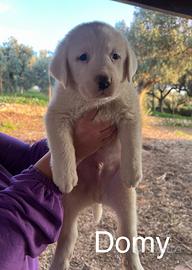 Domy e Deo, cuccioli mix Labrador ADOZIONE