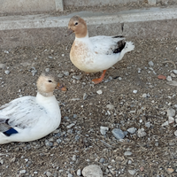 Anatre nane o call duck