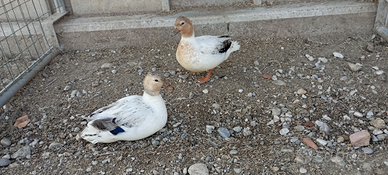 Anatre nane o call duck